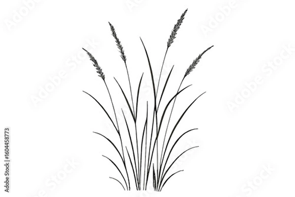 Fototapeta Minimalist Elegant Grass Vector Illustration, Realistic Botanical Meadow Plant Stalks, Black and White Nature Silhouette, Fine Line Decorative Art, Isolated on Transparent Background