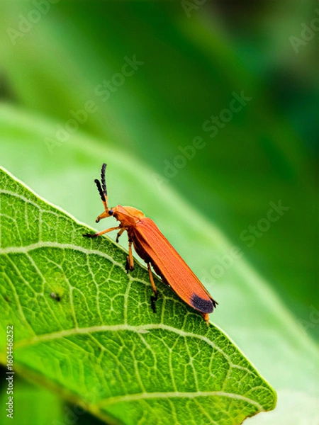 Obraz red bug on green leaf