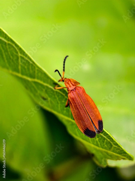 Obraz colorado potato beetle on leaf