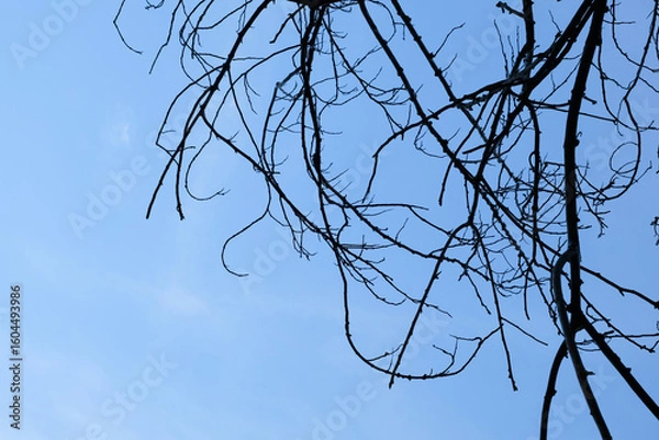 Obraz Dry tree branches on blue sky background