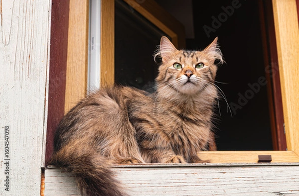 Obraz Long-haired tabby cat, resting in a window of a house.