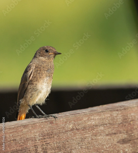 Obraz juvenile common redstart (Phoenicurus phoenicurus), perched on a wooden slat, with the light of the sunset