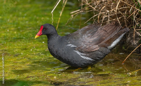 Obraz Eurasian common moorhen, (Gallinula chloropus chloropus), on the bank of a stream, in search of food, in Tenerife, Canary islands, Spain