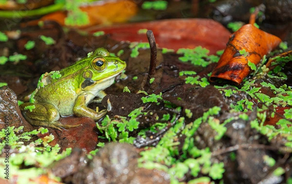 Obraz Perez's frog, (Pelophylax perezi), camouflaged with its surroundings on the edge of a pond, in Tenerife, Canary islands