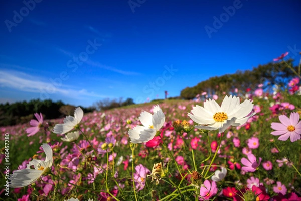 Obraz コスモス畑