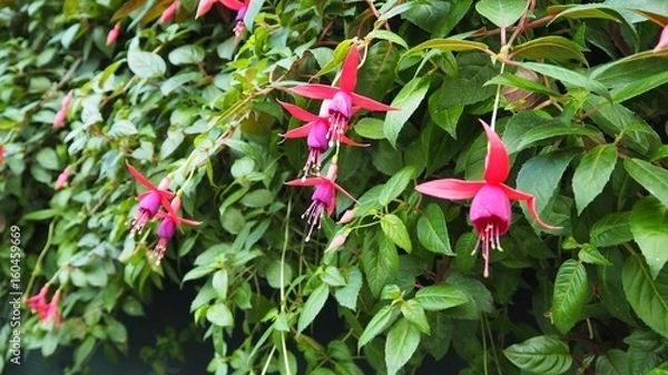 Fototapeta The red hanging flower