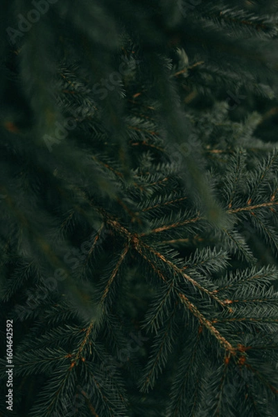 Obraz Close-up collection of pine needles, spruce branches, and forest moss in natural green-blue tones. Winter and evergreen textures perfect for nature backgrounds and botanical themes.
