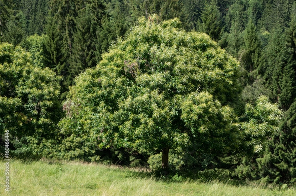Fototapeta Tree in a meadow