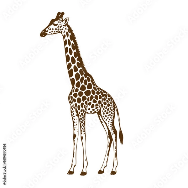 Obraz giraffe on white background