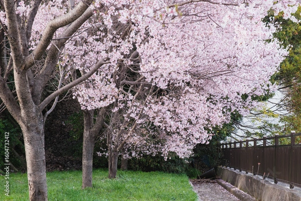 Fototapeta 春の到来を告げる！満開の桜の風景、大阪、日本