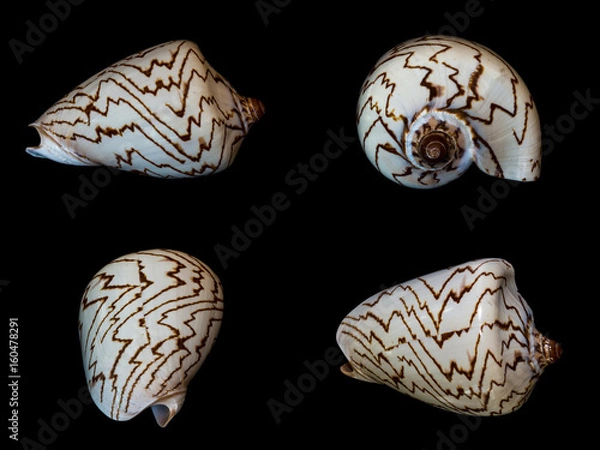Obraz sea shells isolated
