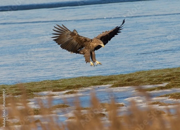 Fototapeta White tailed eagle on  the west coast in Sweden