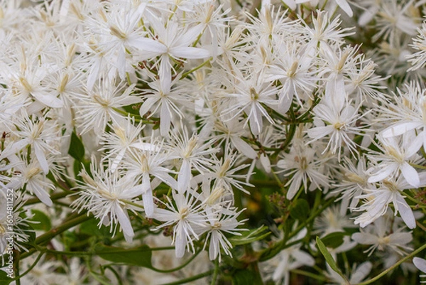 Obraz Clematis flammula oder Clematis Flamme