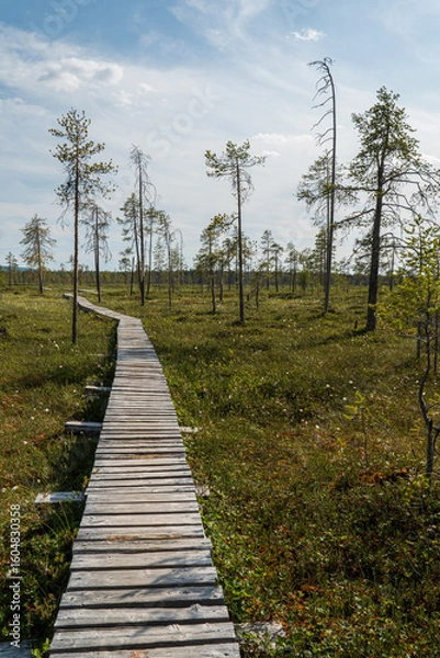 Fototapeta Wooden boardwalk winds through a vast peat bog with scattered pine trees under a blue sky