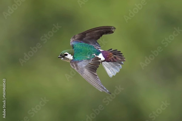 Obraz Violet-green Swallow flying gracefully 