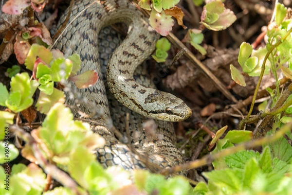 Obraz Schlingnatter Coronella austriaca sonnt sich