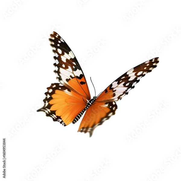 Fototapeta Realistic isolated butterfly, spring colored butterfly, insect
