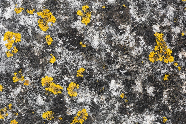 Obraz yellow lichen on aged stone texture