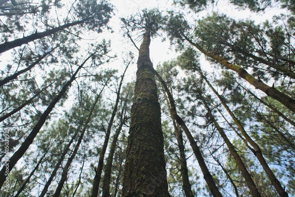 Fototapeta Pine trees in the forest