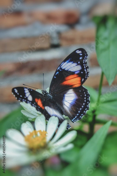 Obraz butterfly on a flower