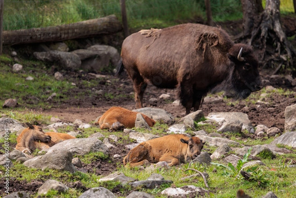 Fototapeta buffalo in the field with baby buffaloes