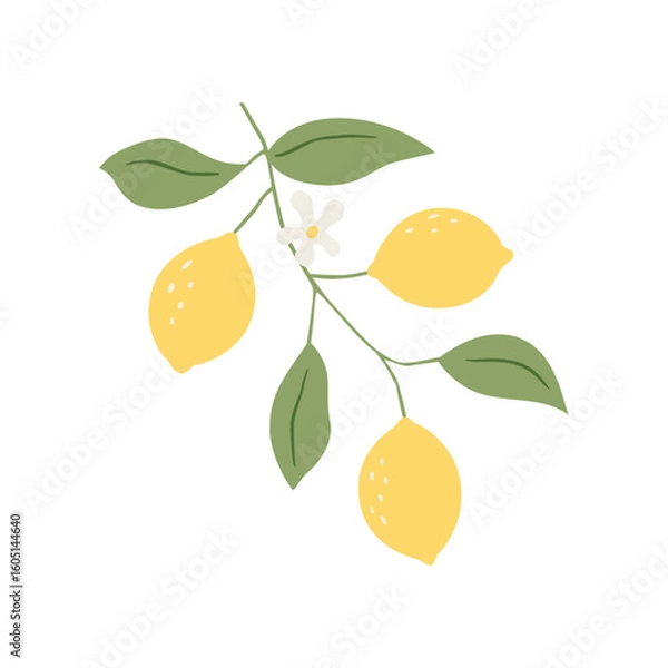 Fototapeta Vector drawing lemon tree branch with fruits,flowers and green leaves isolated at white background