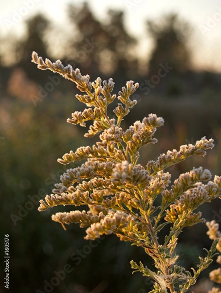 Obraz frost on  goldenrod  flower close-up