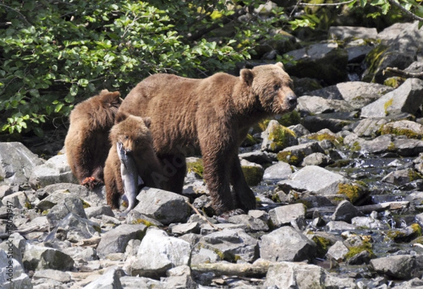 Obraz grizzly cub with fish near mother