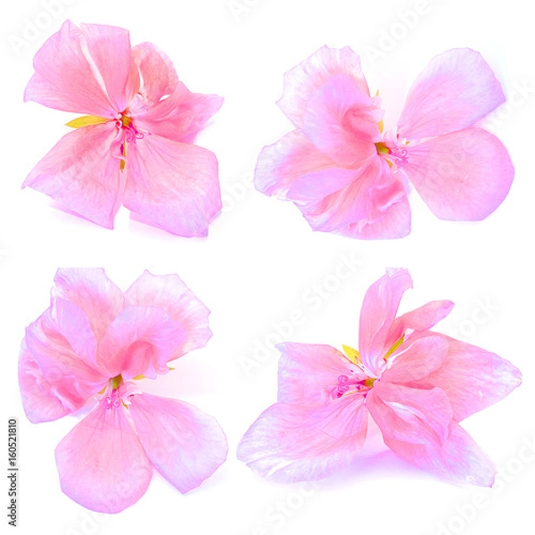 Fototapeta oil draw geranium perspective, paint fresh delicate flowers and petals of pelargonium, isolated