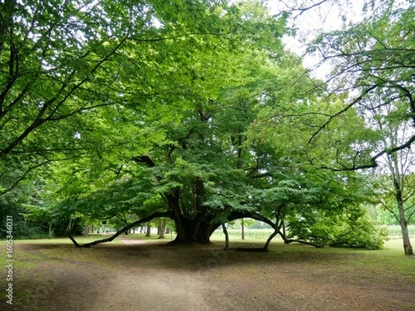 Fototapeta Vieil arbre majestueux dans le parc du Château de Cheverny, Majestic old tree in the park of Cheverny Castle