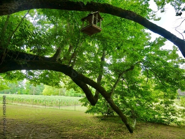 Obraz Mangeoire à oiseaux en bois suspendue à un arbre majestueux, avec un vignoble en arrière-plan.