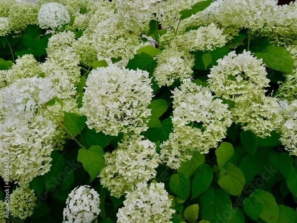 Fototapeta White hydrangea flowers in a lush garden