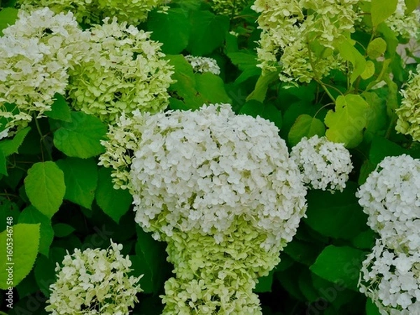 Obraz White hydrangea flowers in a lush garden