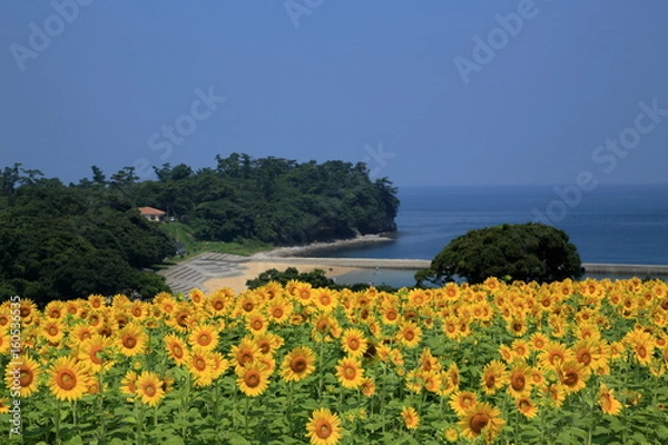 Obraz ひまわり咲く長崎鼻