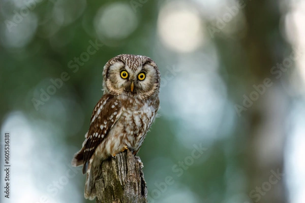 Fototapeta Portrait of boreal owl, Aegolius funereus, perched in green forest. Typical small owl with beautiful big yellow eyes. Known as Tengmalm's owl. Wildlife nature. Evening before sunset.