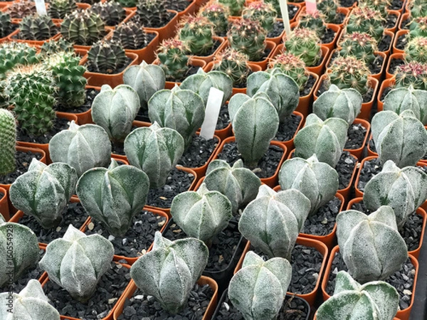 Fototapeta Group of small cactus in pot, home decoration (Astrophytum)