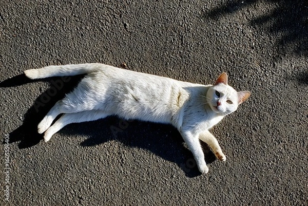 Obraz A white cat stretches out on a textured surface, basking in the sunlight.