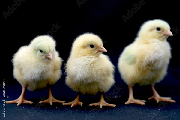 Fototapeta Granja de frangos