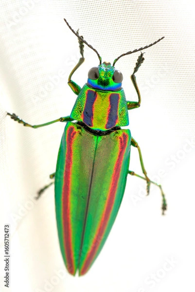 Obraz 玉虫 (ヤマトタマムシ)