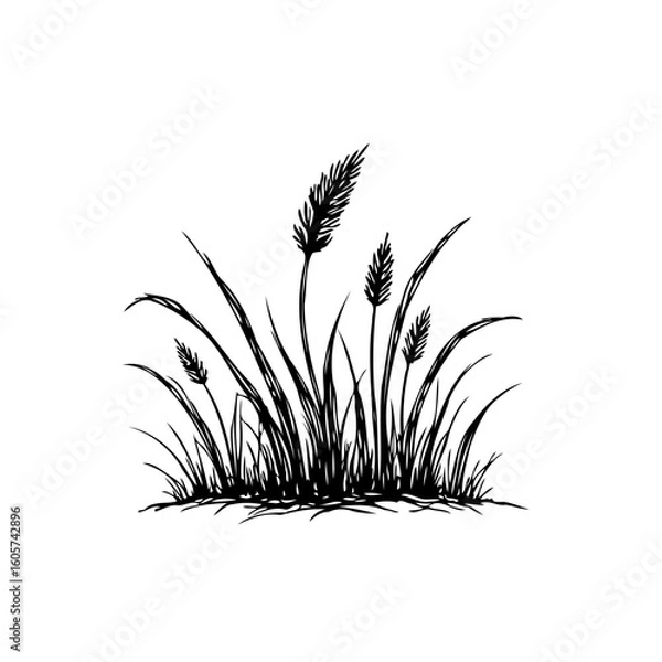 Fototapeta Stylized grass vector illustration showing detailed botanical plant elements for graphic design projects, artwork, print and decoration