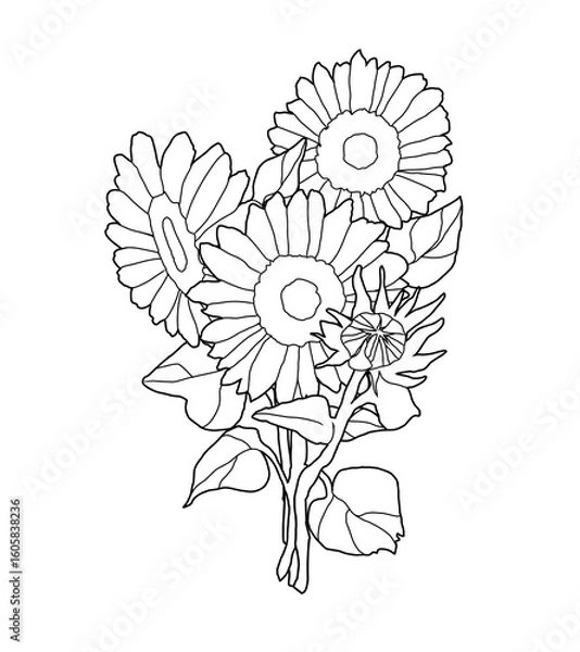 Obraz ひまわりの花束の線画イラスト