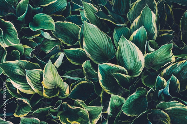 Obraz Green Hosta Leaves