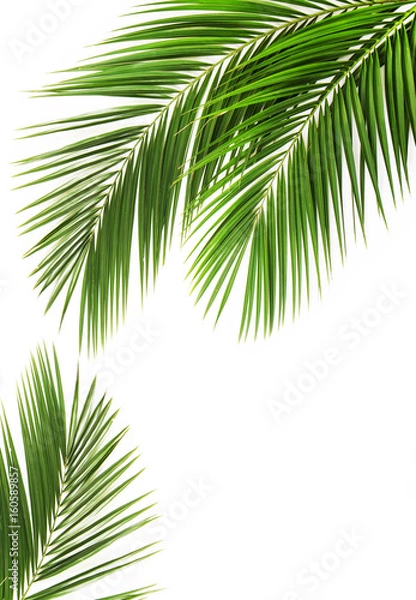 Fototapeta Palm leaf
