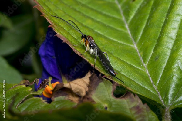 Obraz Braconidae wasp on a leaf