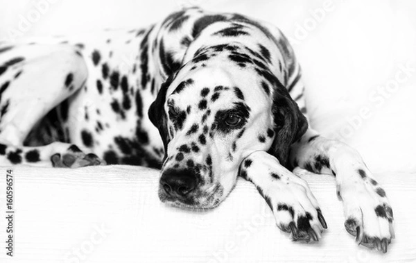 Fototapeta Dalmatiner