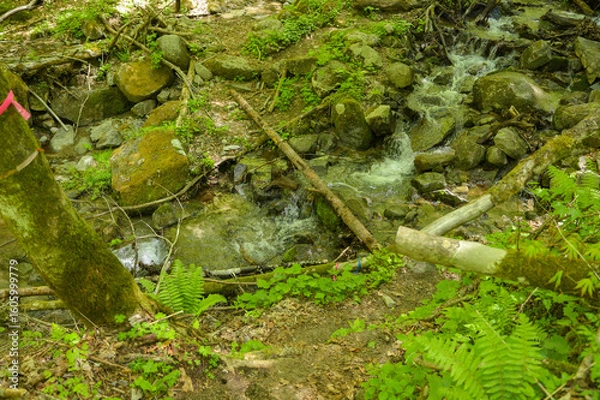 Fototapeta 焼山沢沿いの渡渉