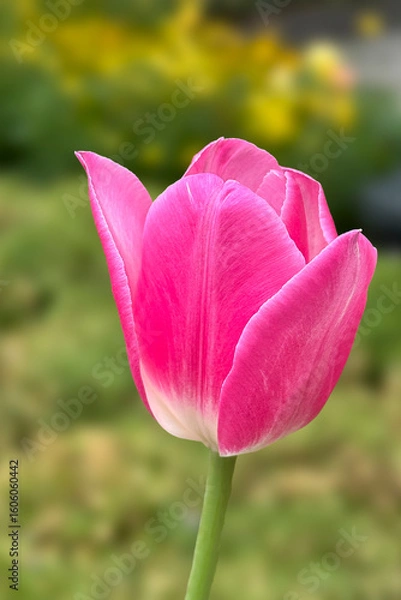 Obraz Realistic beautiful Pink tulip flower branch on blur background