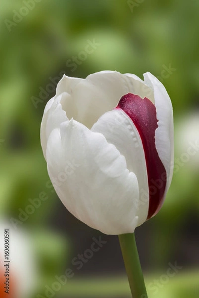Obraz white tulip flower on green background