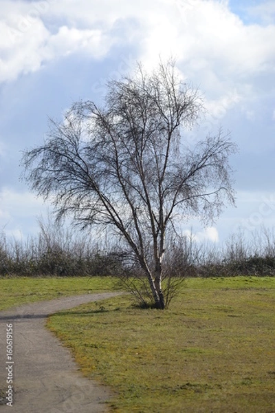 Fototapeta Tree