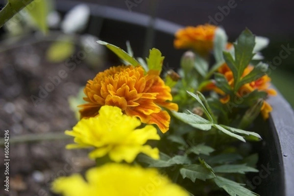 Fototapeta Marigolds